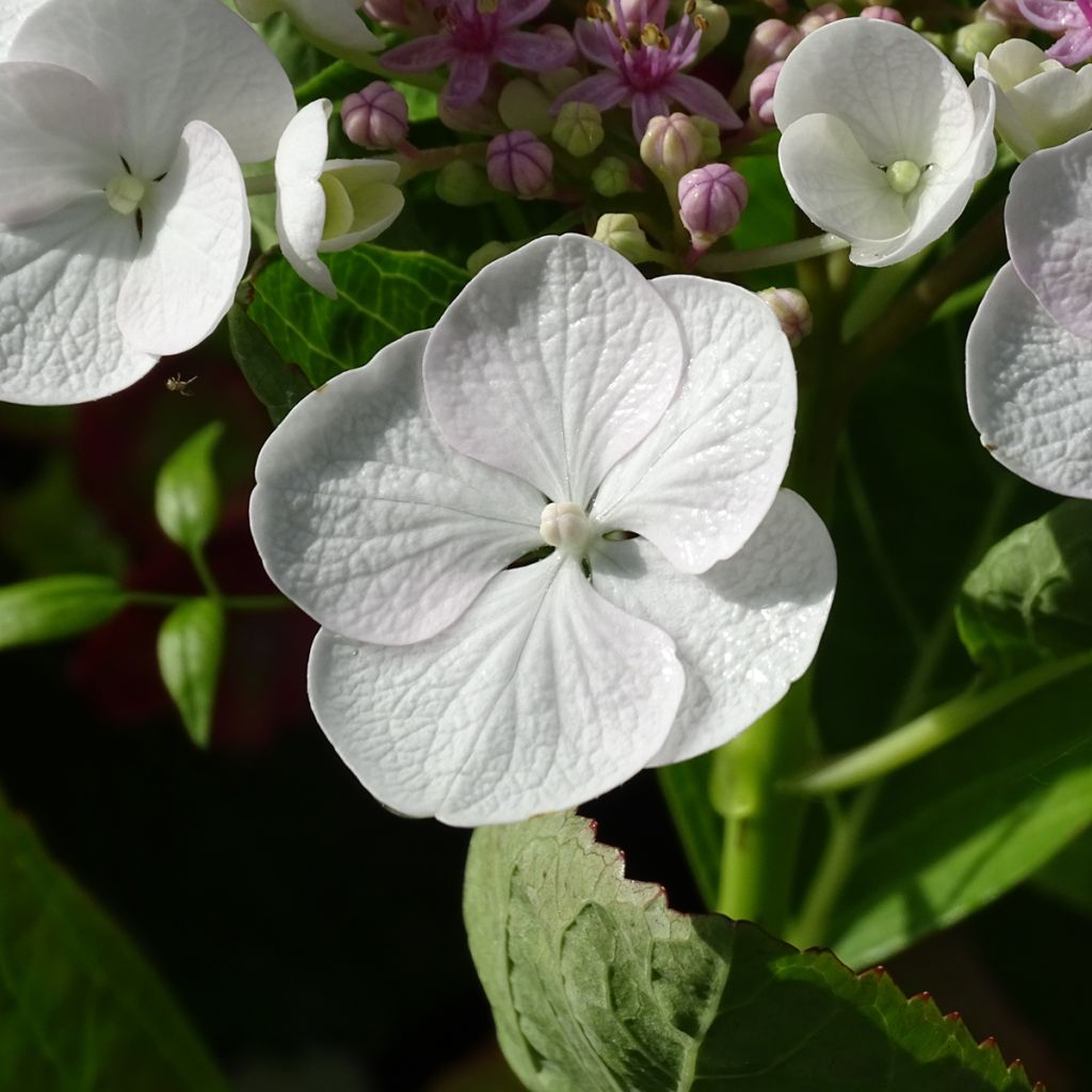 Jalohortensia Libelle