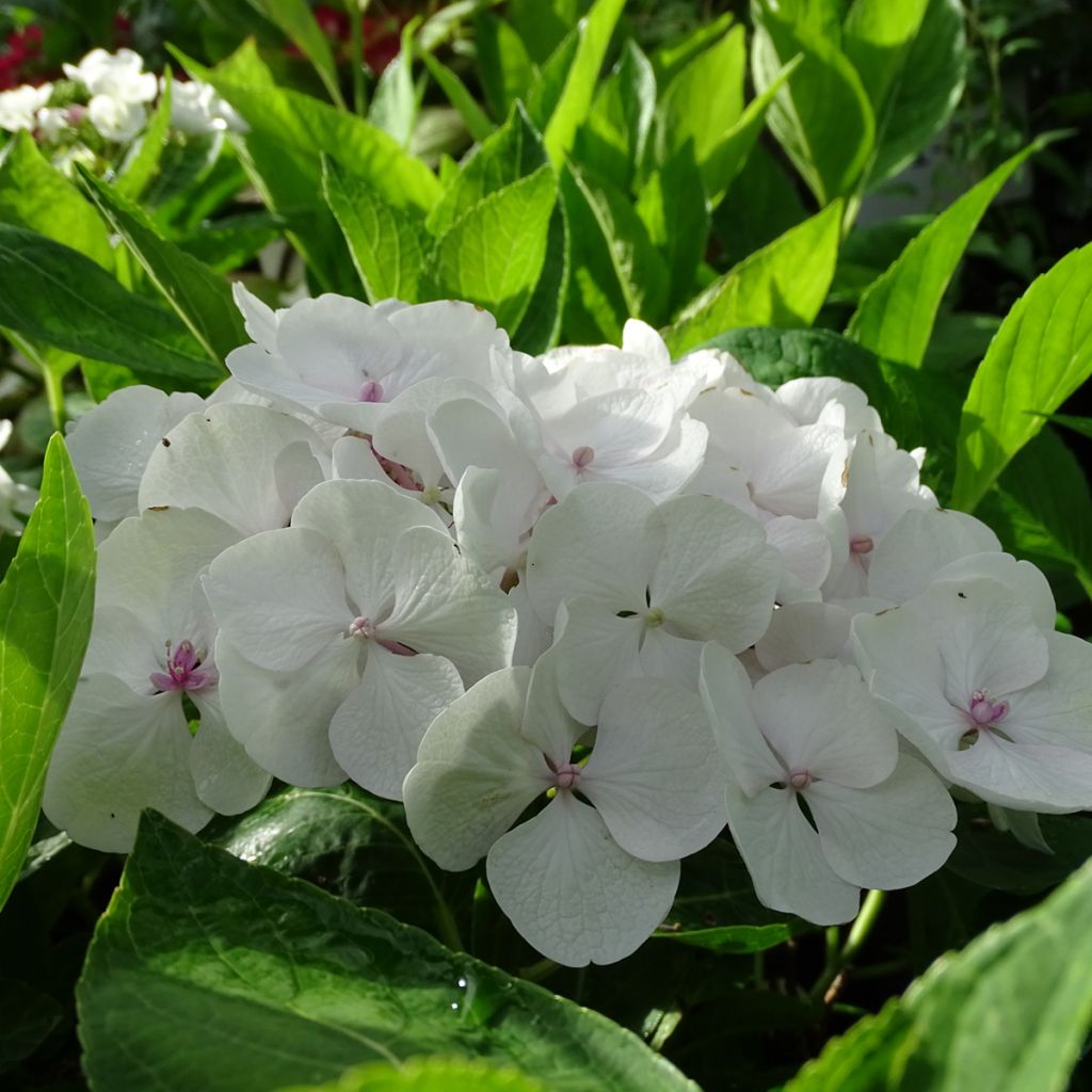 Jalohortensia Libelle
