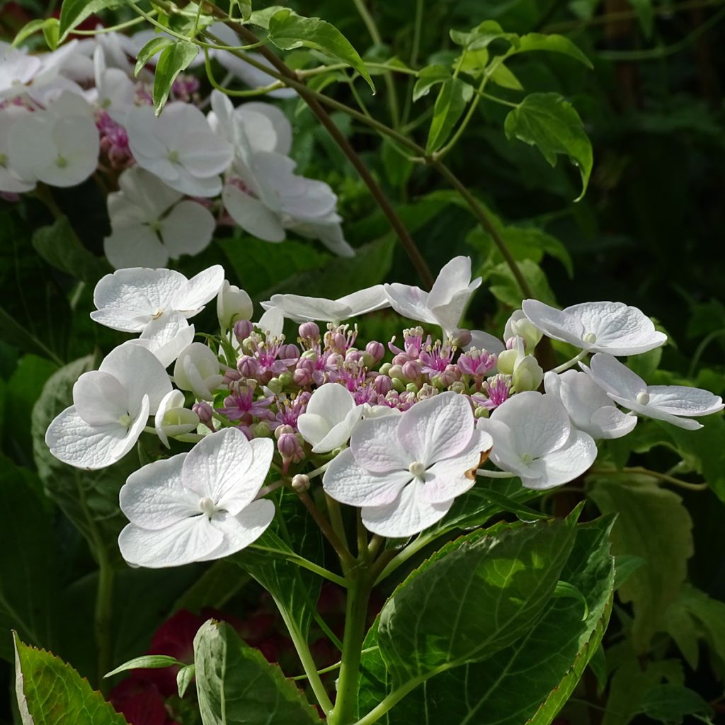 Jalohortensia Libelle