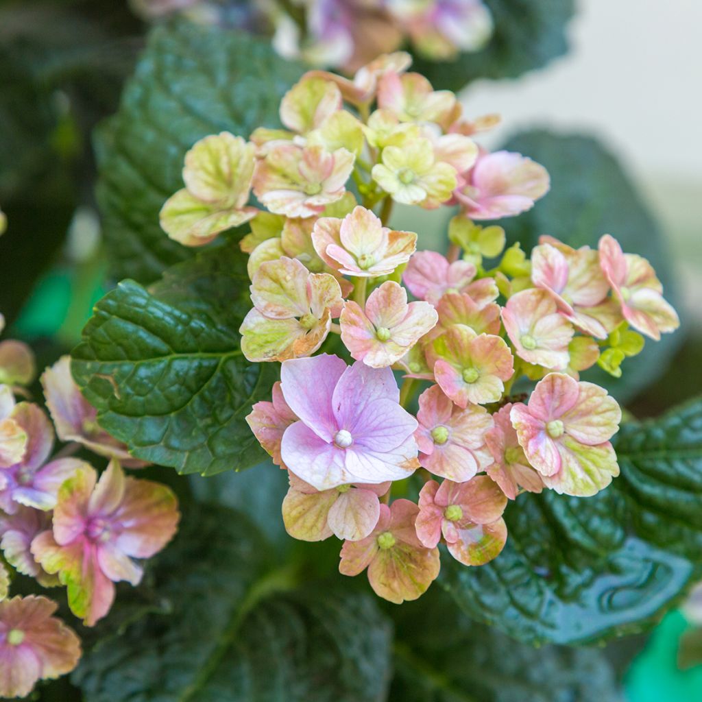Jalohortensia Magical Amethyst