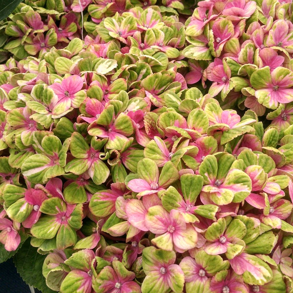 Jalohortensia Magical Coral rosa (vaaleanpunainen)
