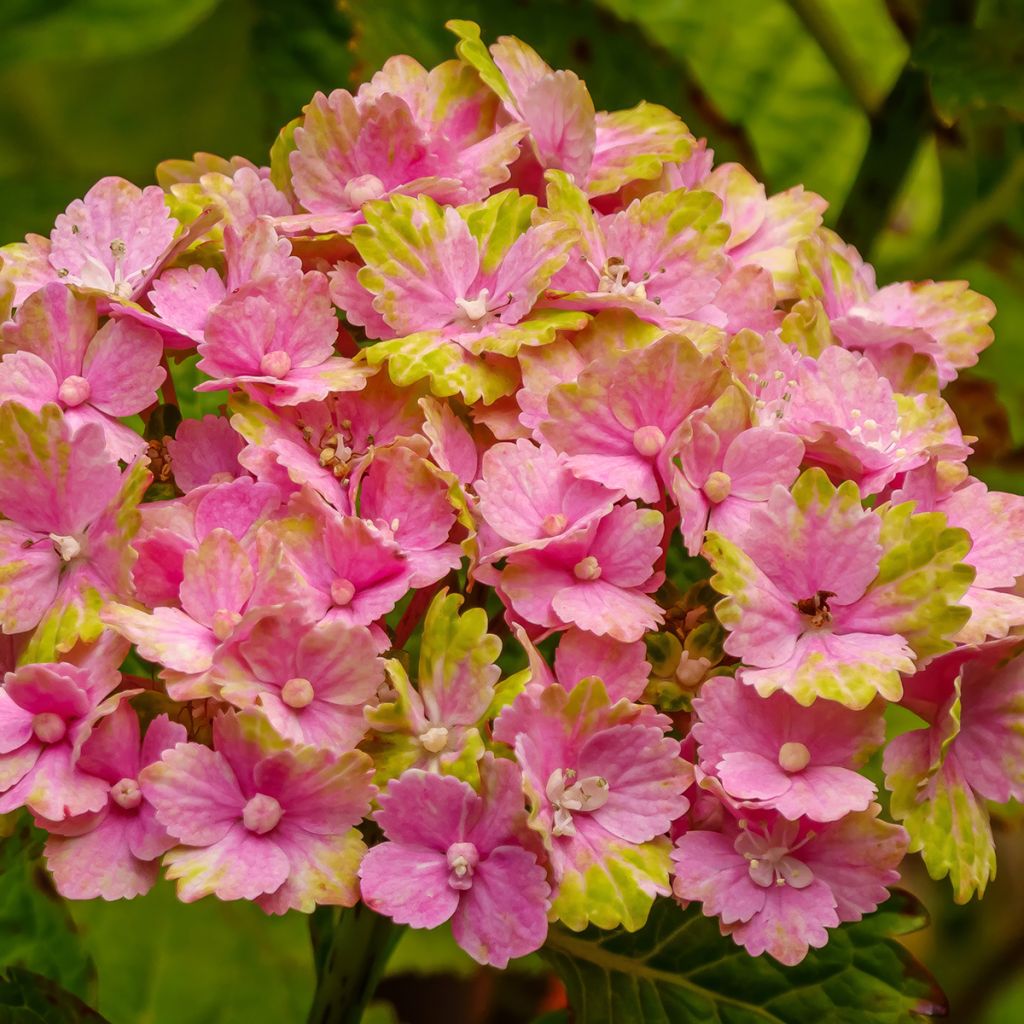 Jalohortensia Magical Jade
