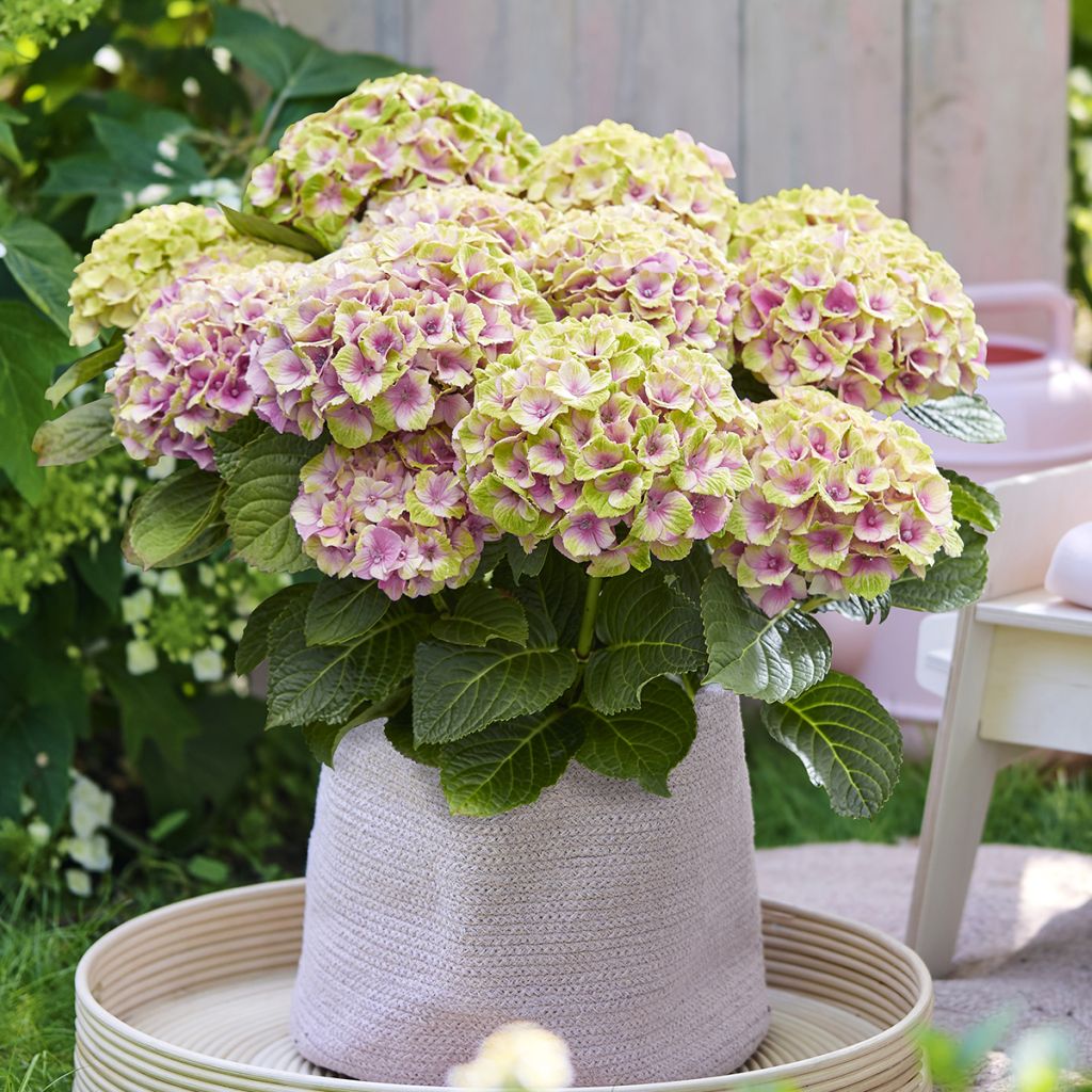 Jalohortensia Magical Jewel rosa (vaaleanpunainen)