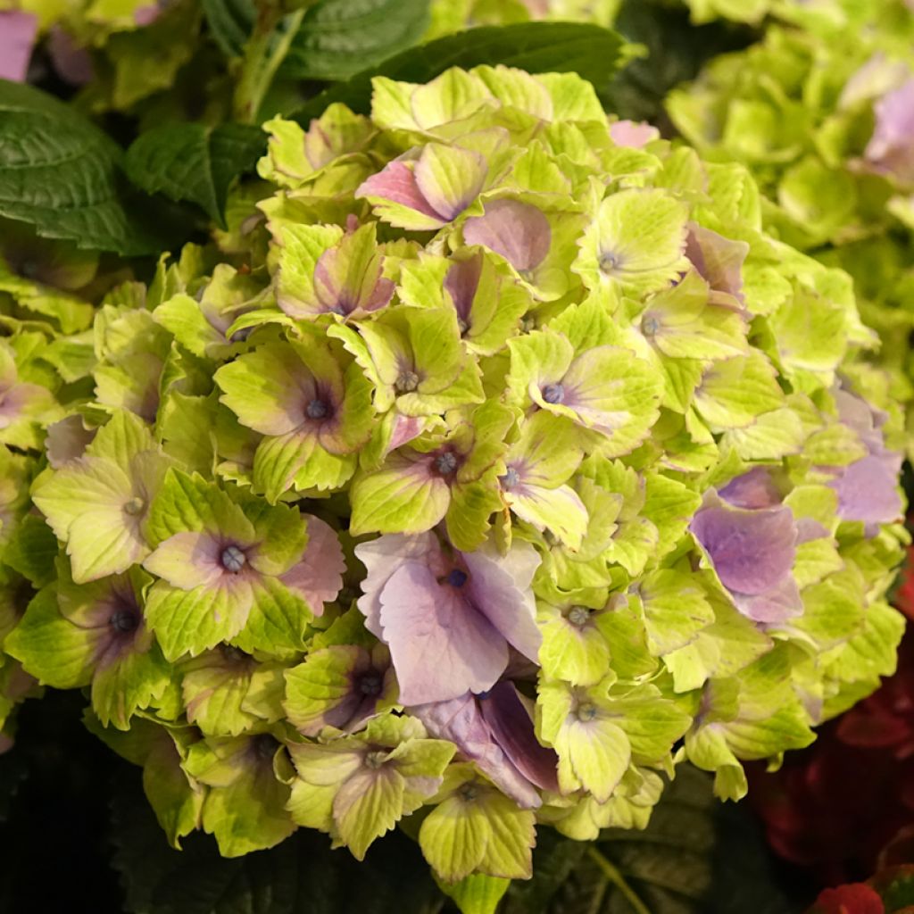 Jalohortensia Magical Jewel rosa (vaaleanpunainen)