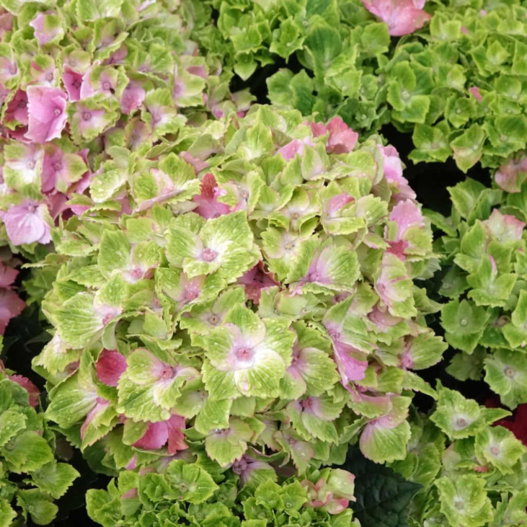 Jalohortensia Magical Jewel rosa (vaaleanpunainen)