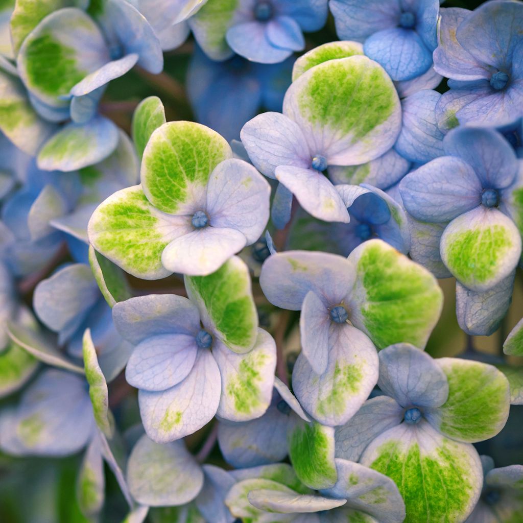Jalohortensia Magical Revolution Bleu