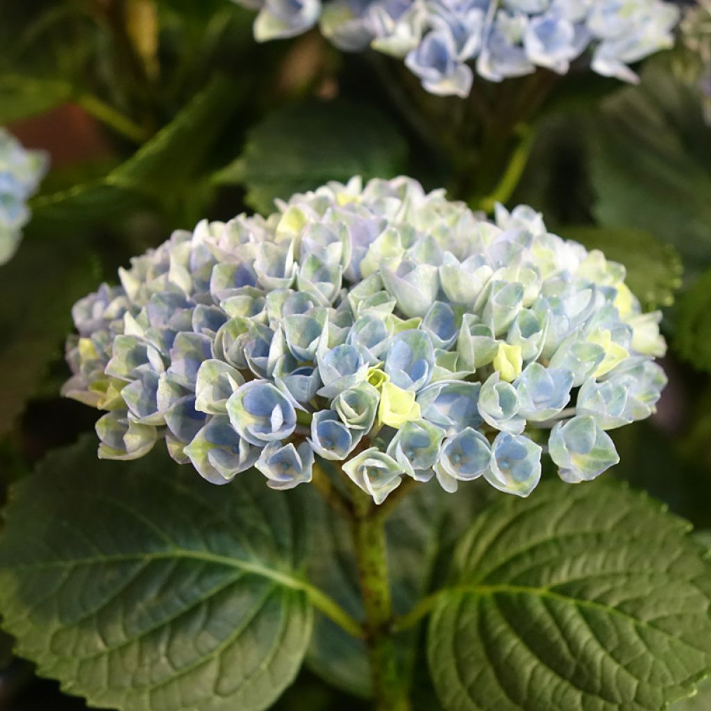 Jalohortensia Magical Revolution Bleu