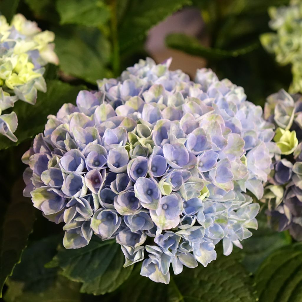 Jalohortensia Magical Revolution Bleu