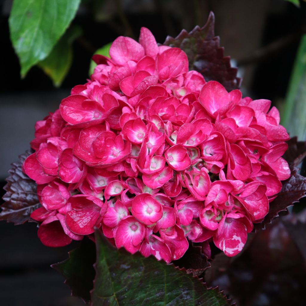 Jalohortensia Merveille Sanguine