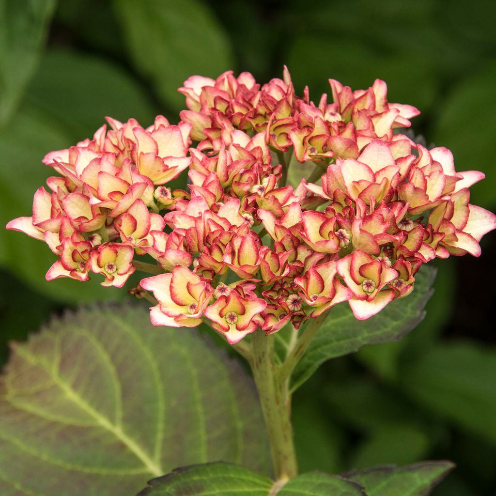 Jalohortensia Mirai
