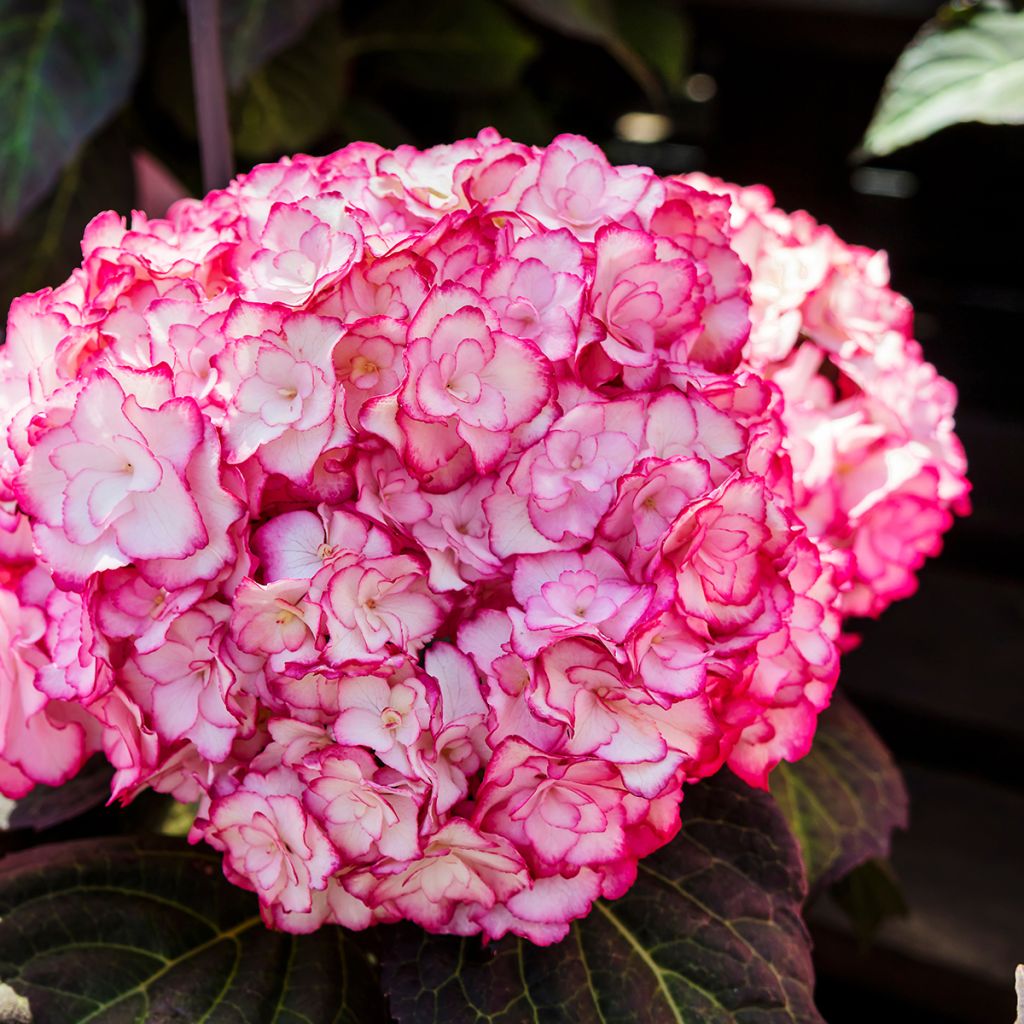 Jalohortensia Miss Saori