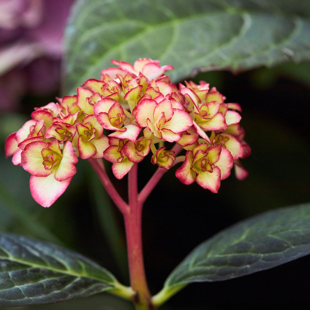 Jalohortensia Miss Saori