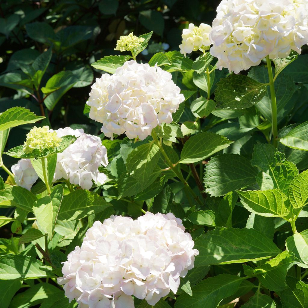 Jalohortensia Mme Emile Mouillière