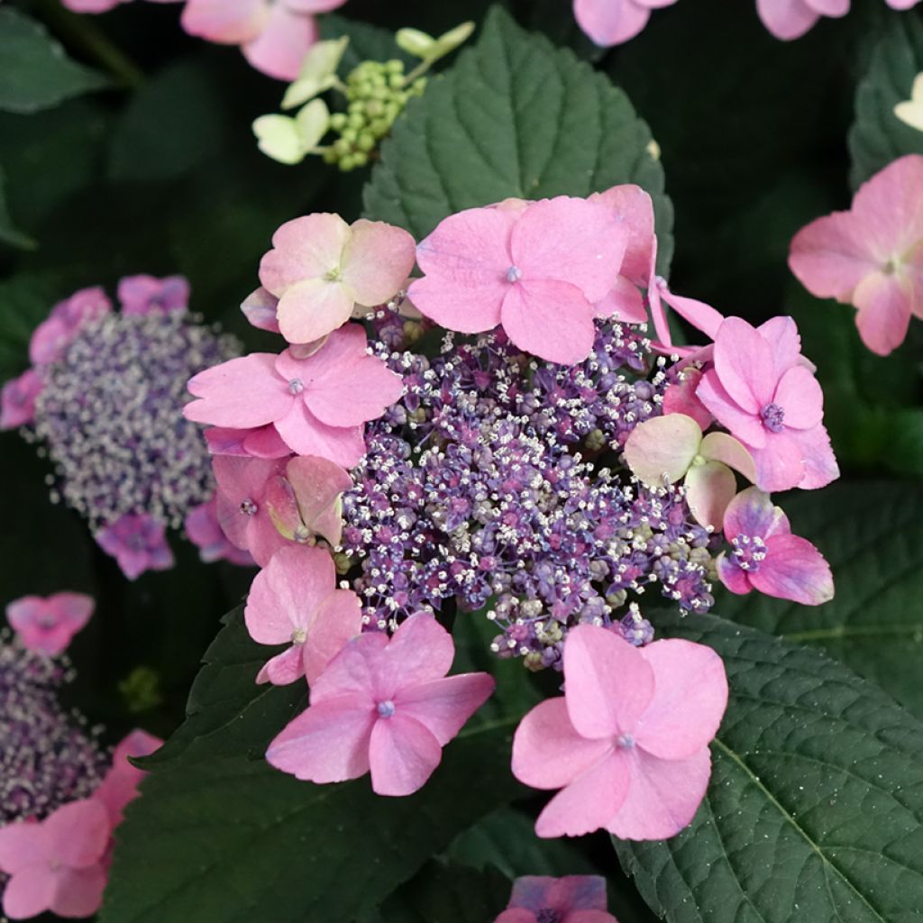 Jalohortensia Nanping
