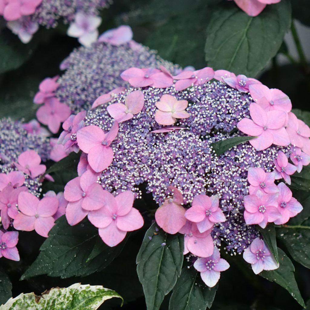 Jalohortensia Nanping