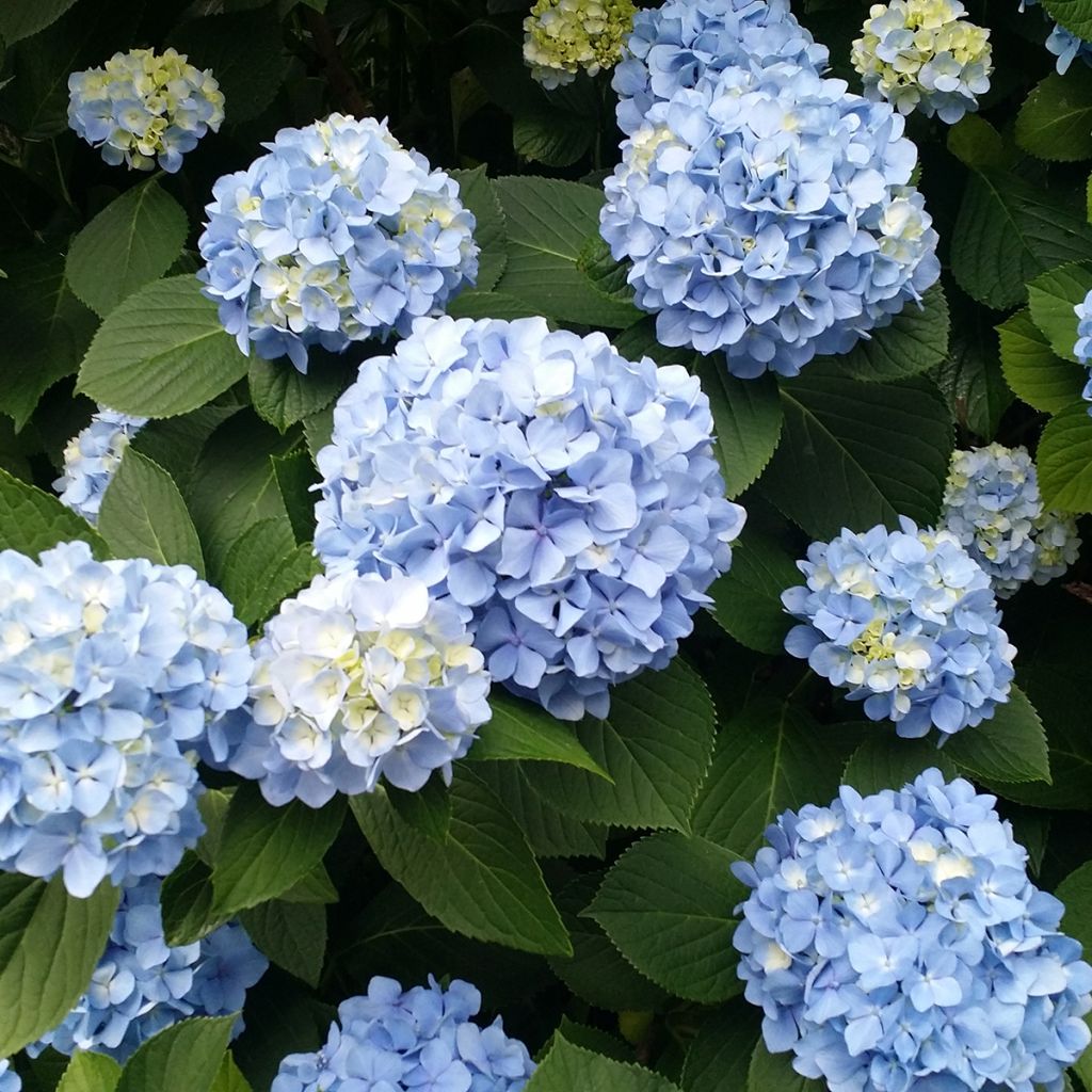 Jalohortensia Nikko Blue