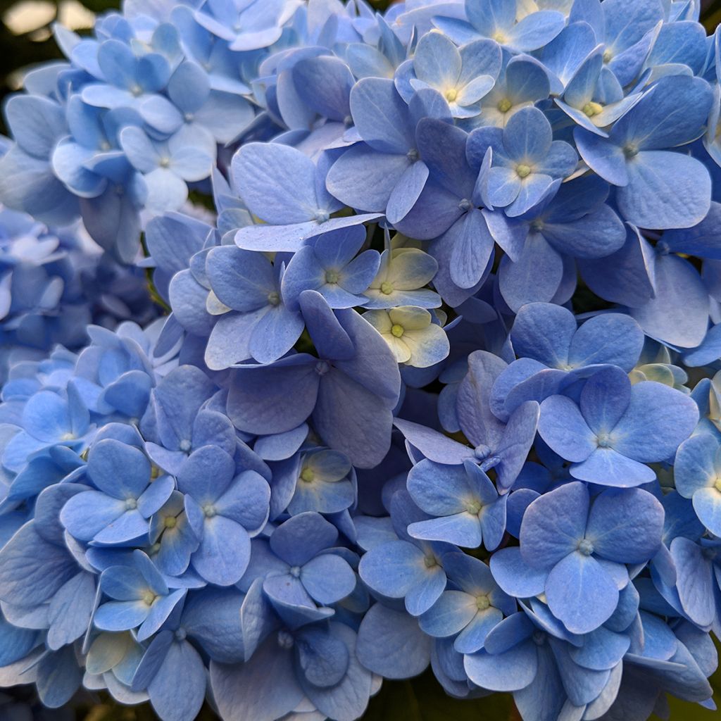 Jalohortensia Nikko Blue