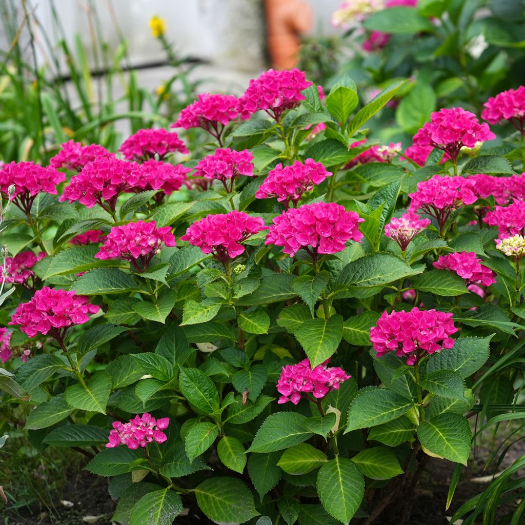 Jalohortensia Pia