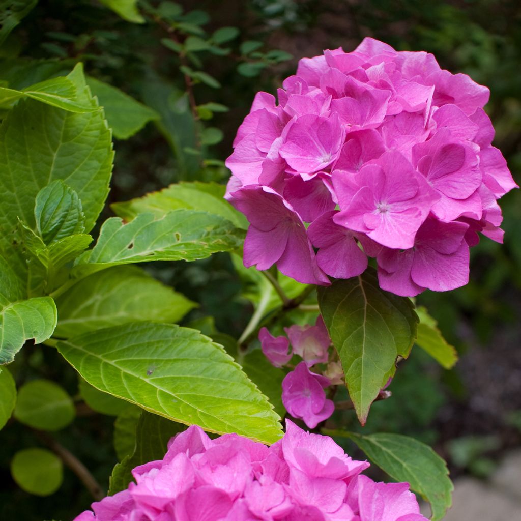 Jalohortensia Pia