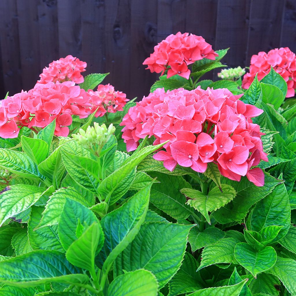 Jalohortensia Pia