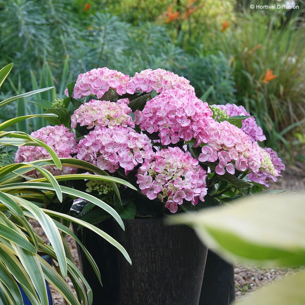 Jalohortensia Pinky Binder