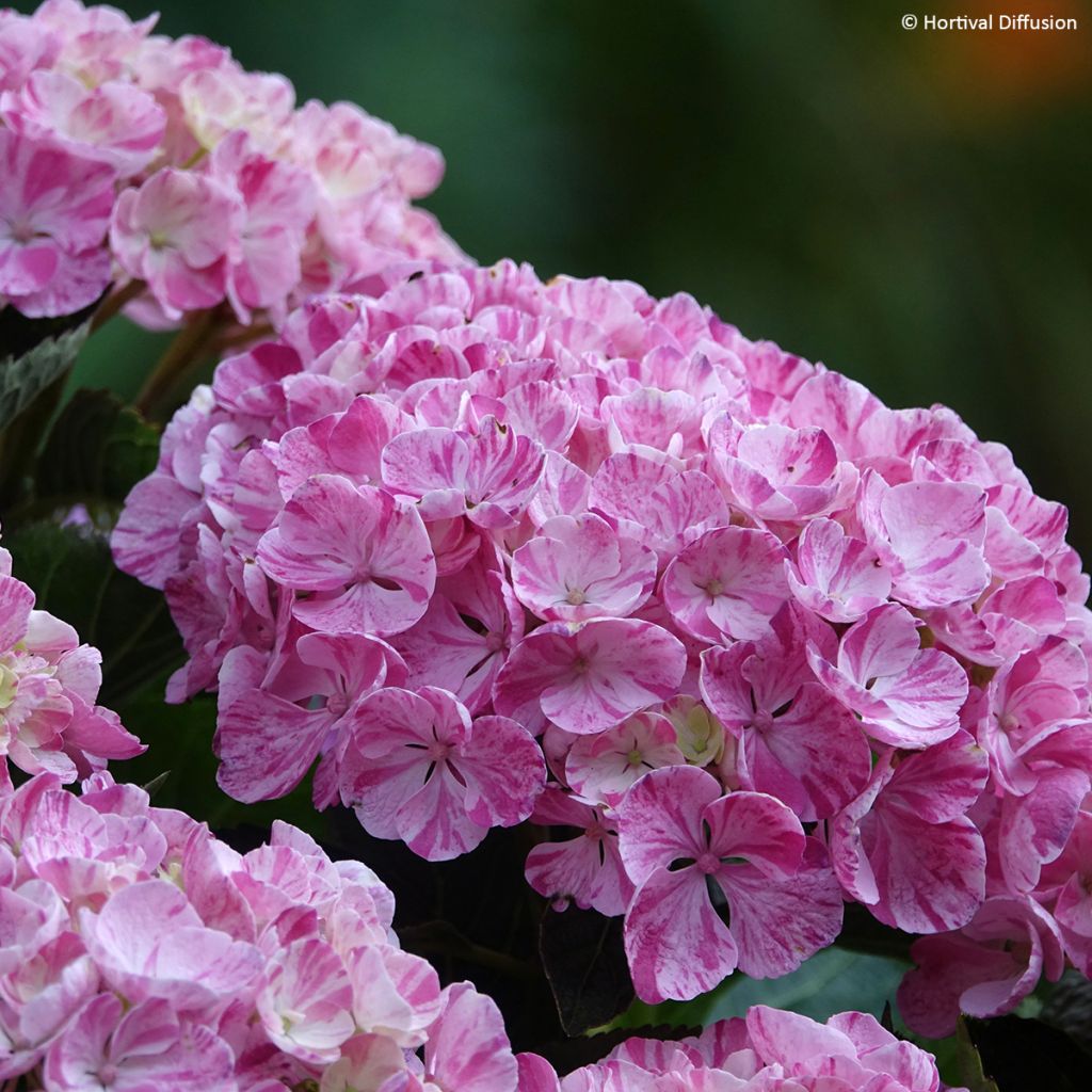 Jalohortensia Pinky Binder