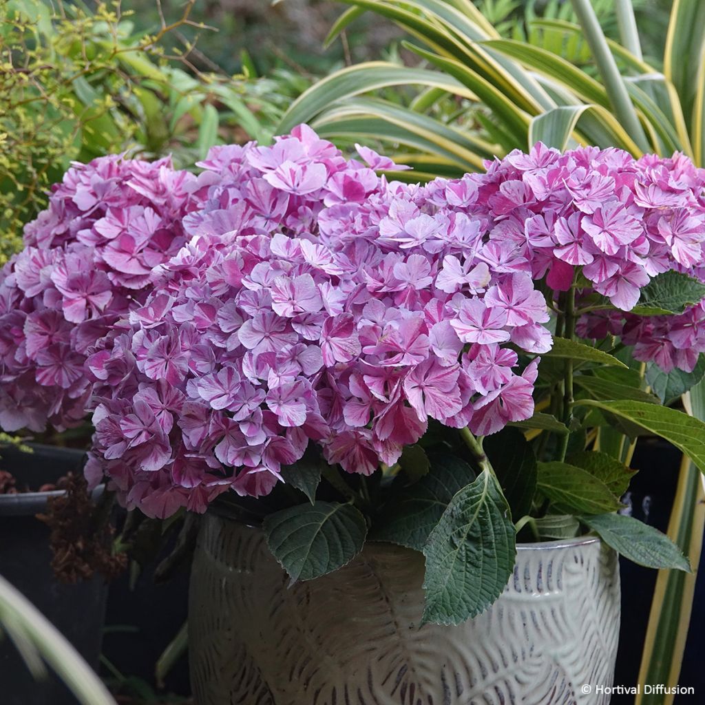 Jalohortensia Pinky Binder