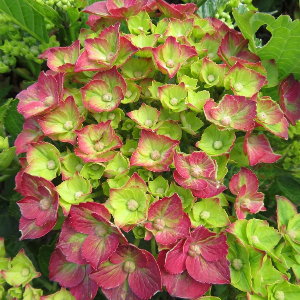 Jalohortensia Choco Love