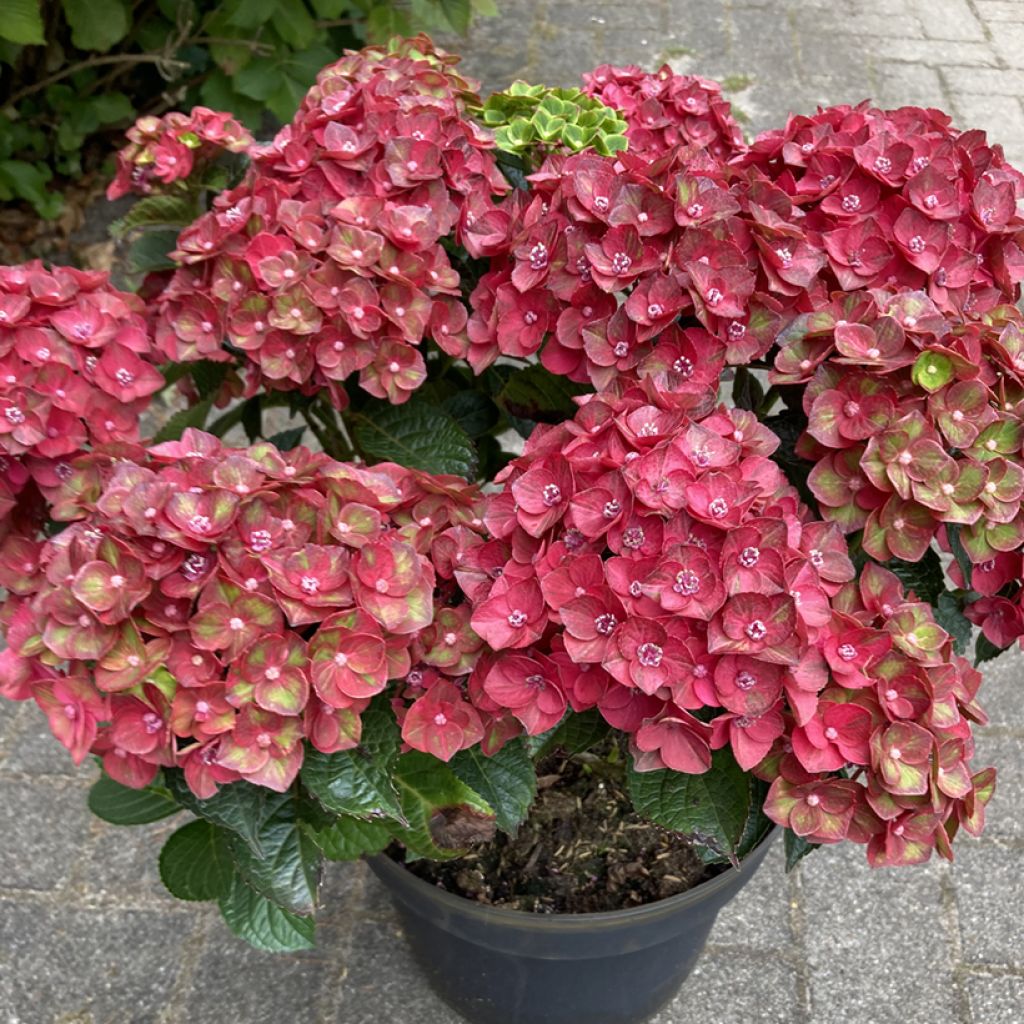 Jalohortensia Choco Love