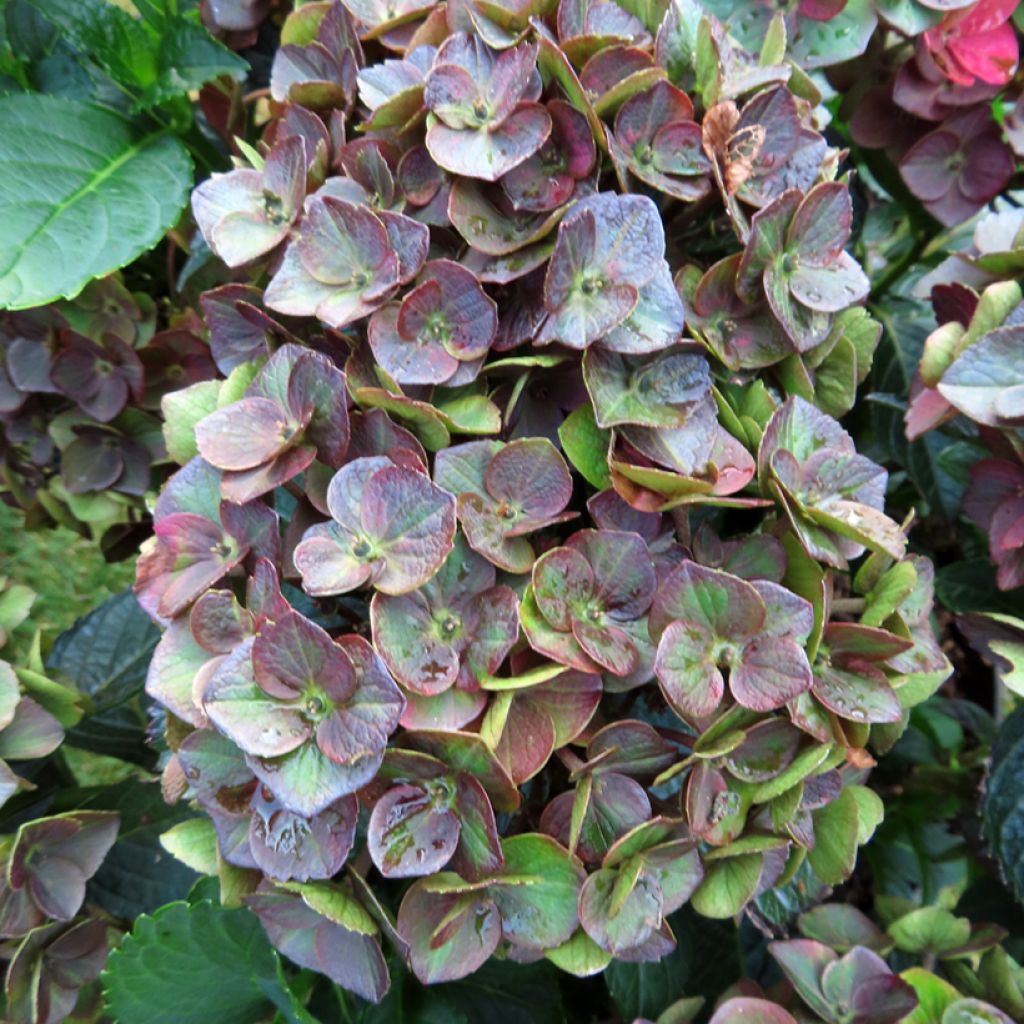 Jalohortensia Choco Love