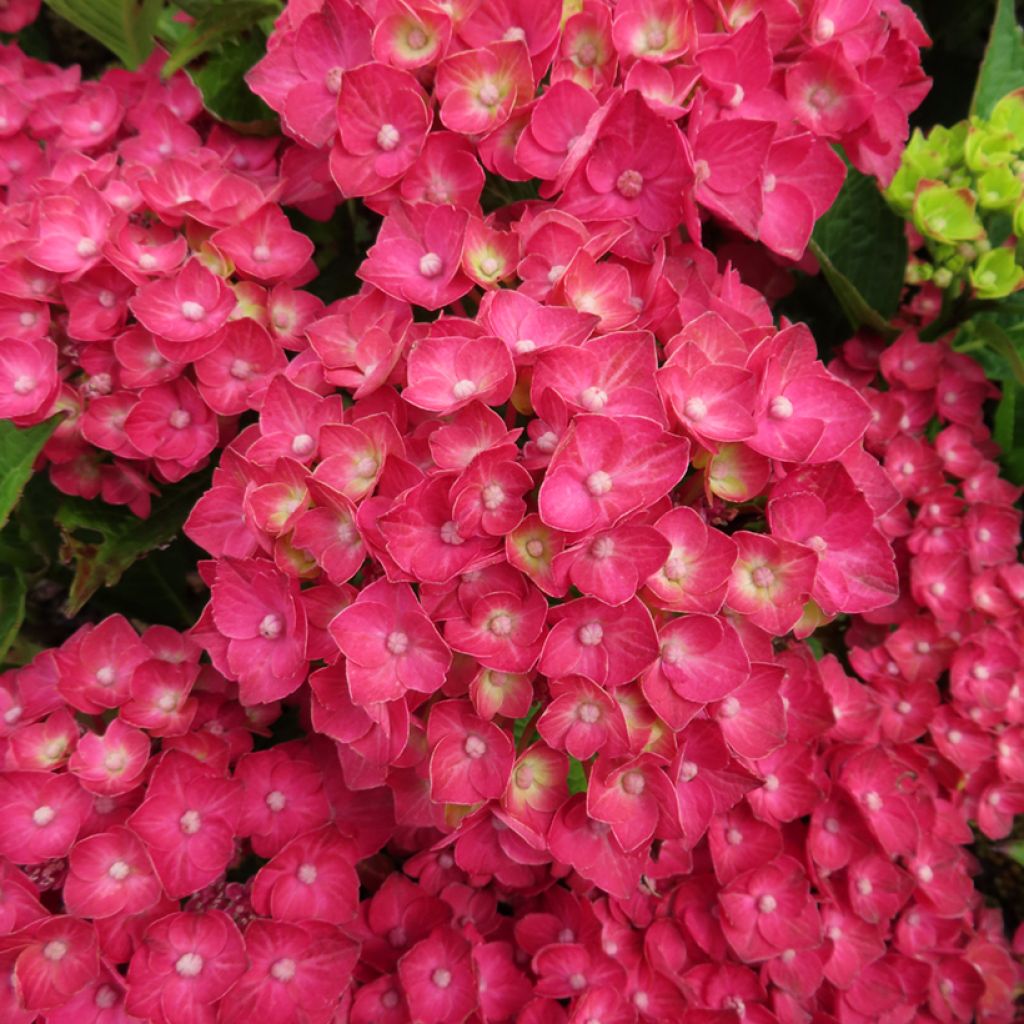 Jalohortensia Choco Love