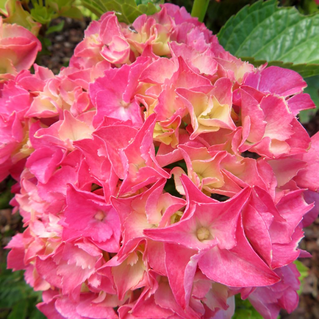 Jalohortensia Pink Love