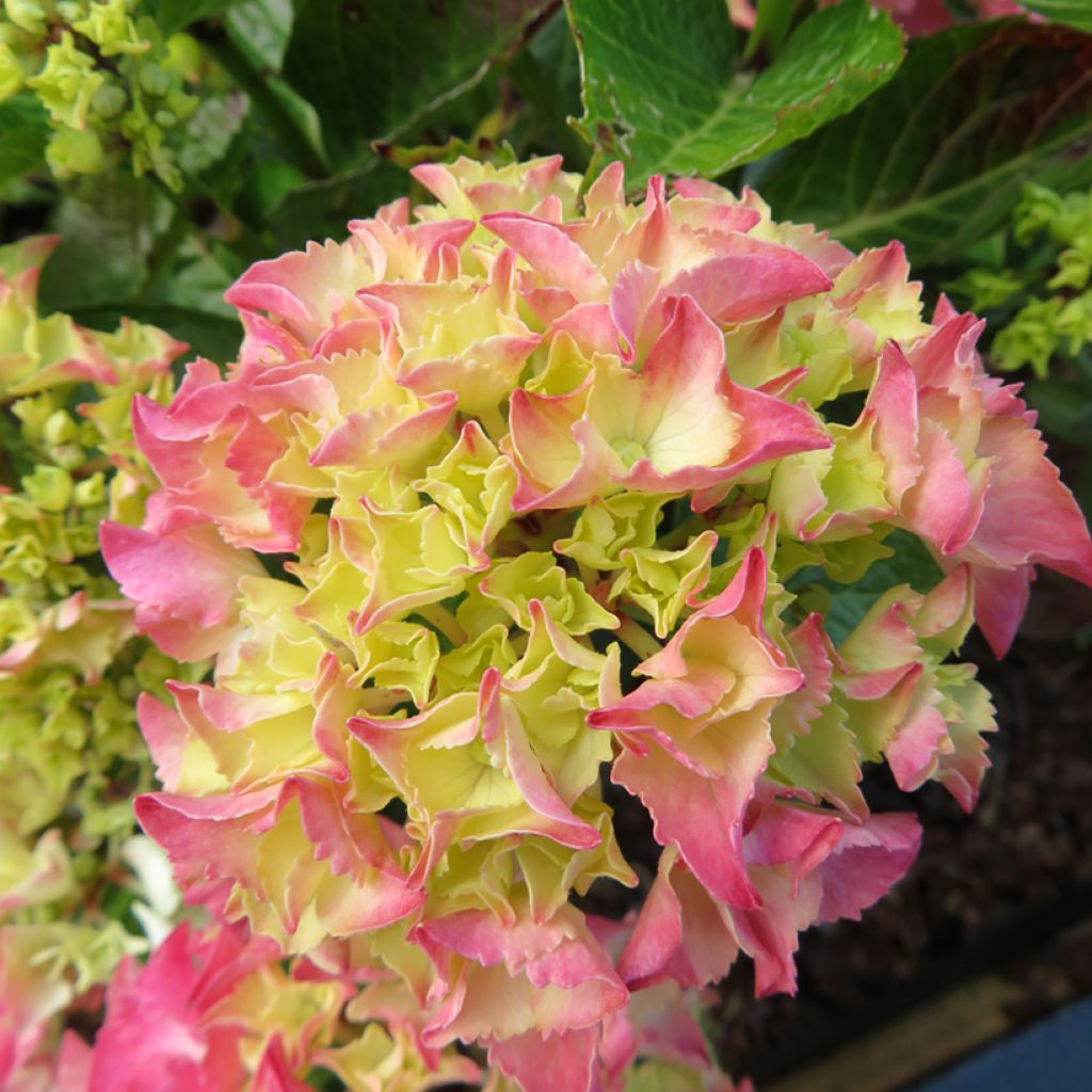 Jalohortensia Pink Love