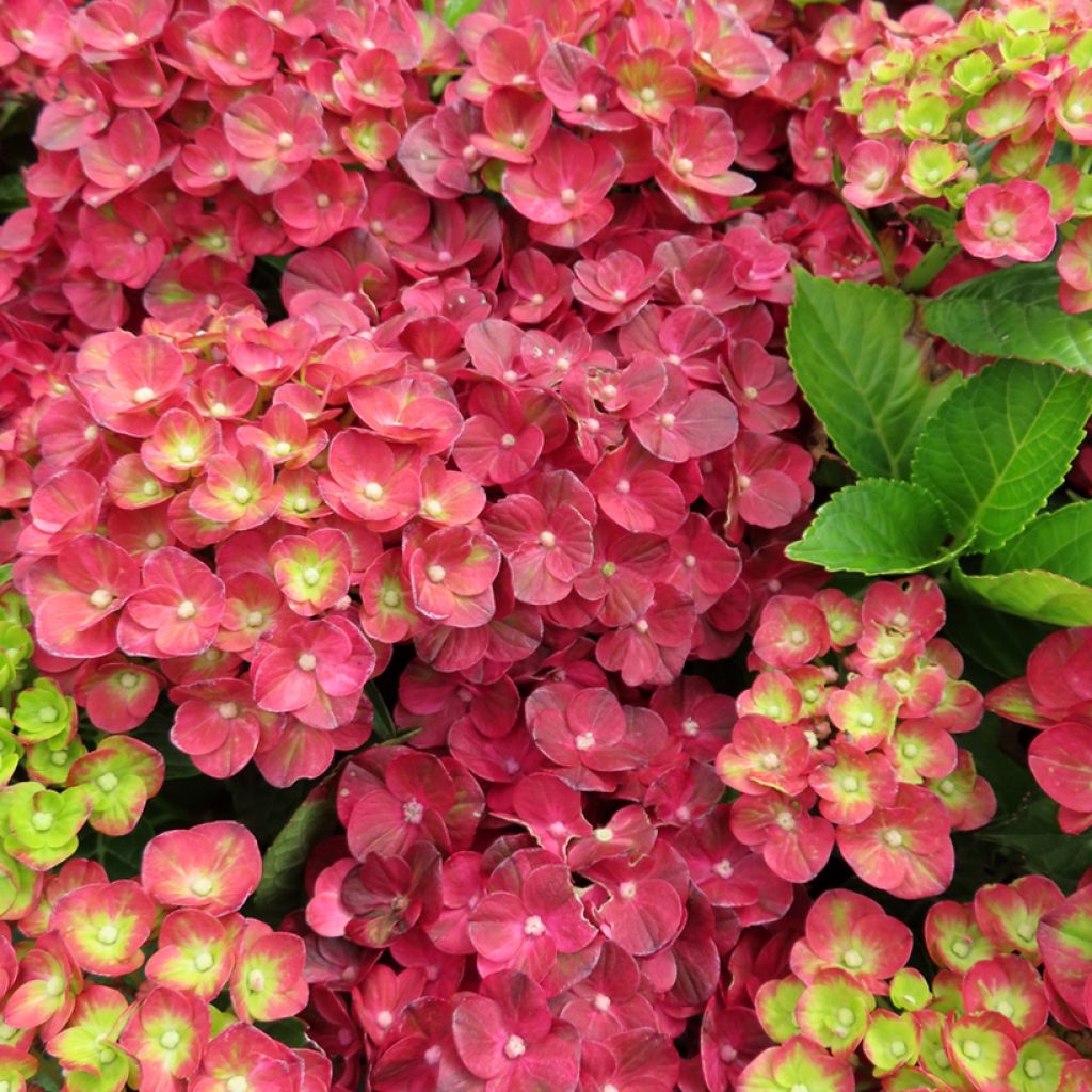 Jalohortensia Pistachio Love