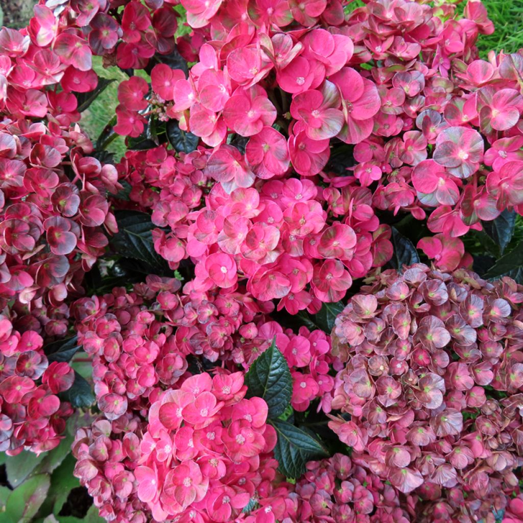 Jalohortensia Pistachio Love