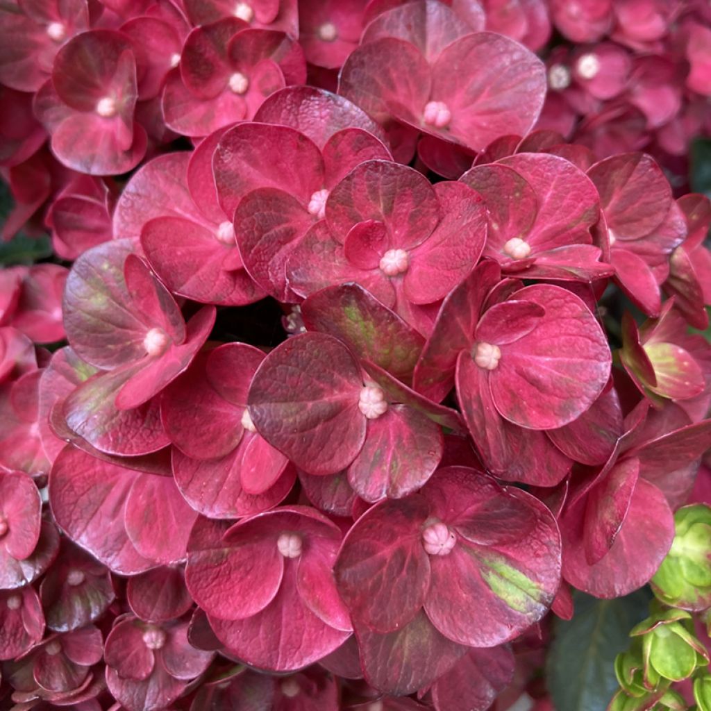 Jalohortensia Pistachio Love