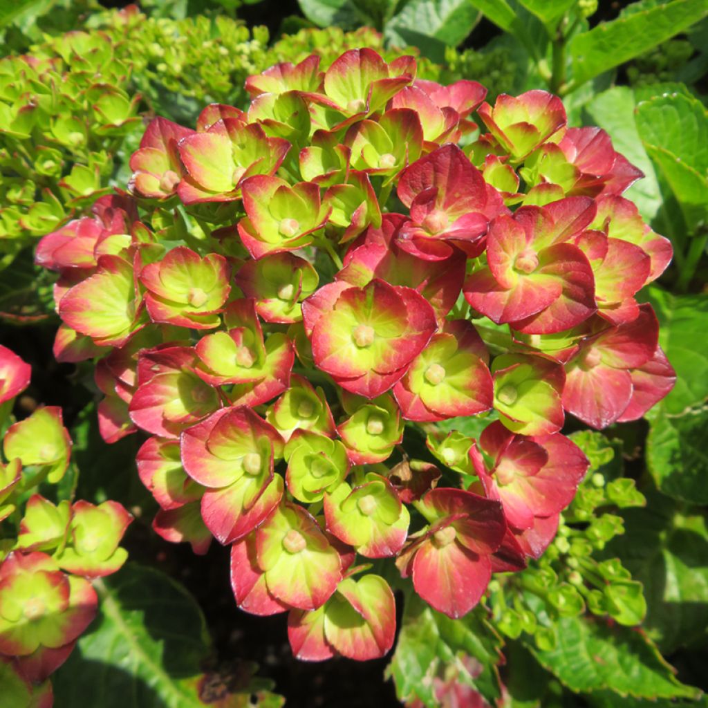 Jalohortensia Pistachio Love
