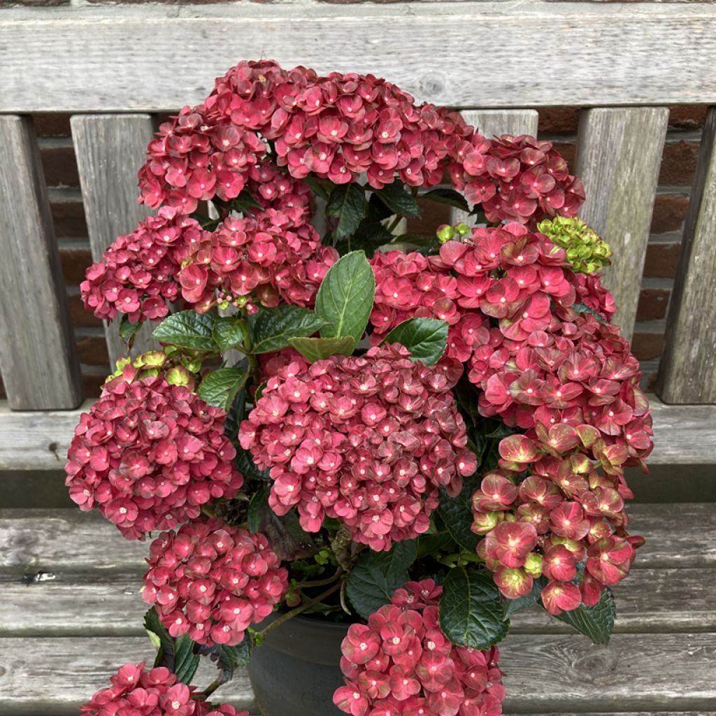 Jalohortensia Pistachio Love