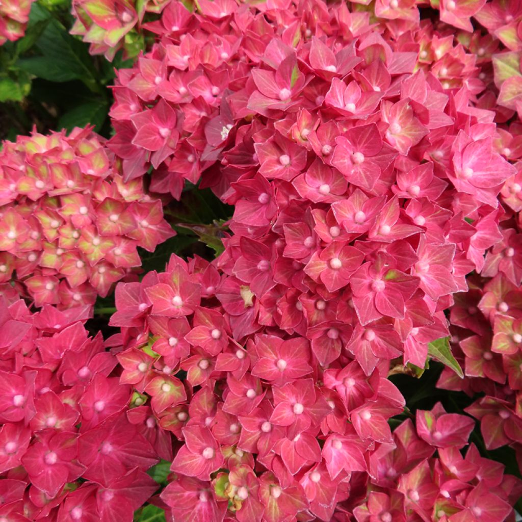 Jalohortensia Rebellion Red Love