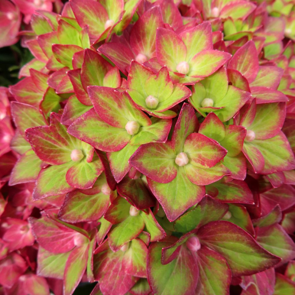 Jalohortensia Rebellion Red Love