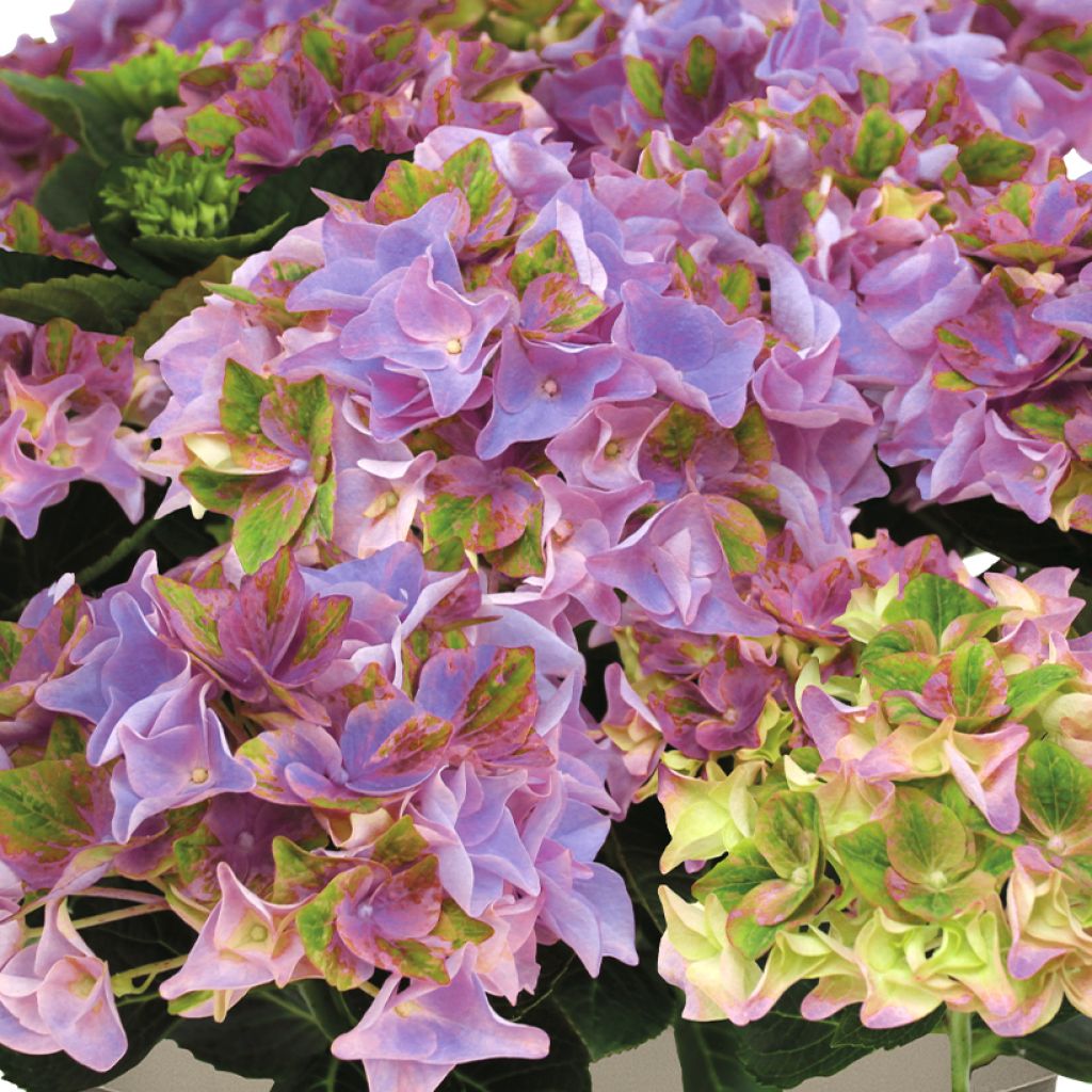 Jalohortensia Doppio Antico Fresco