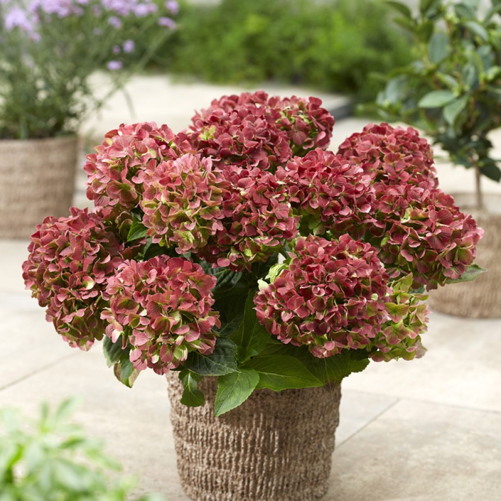 Jalohortensia Bella Pesche
