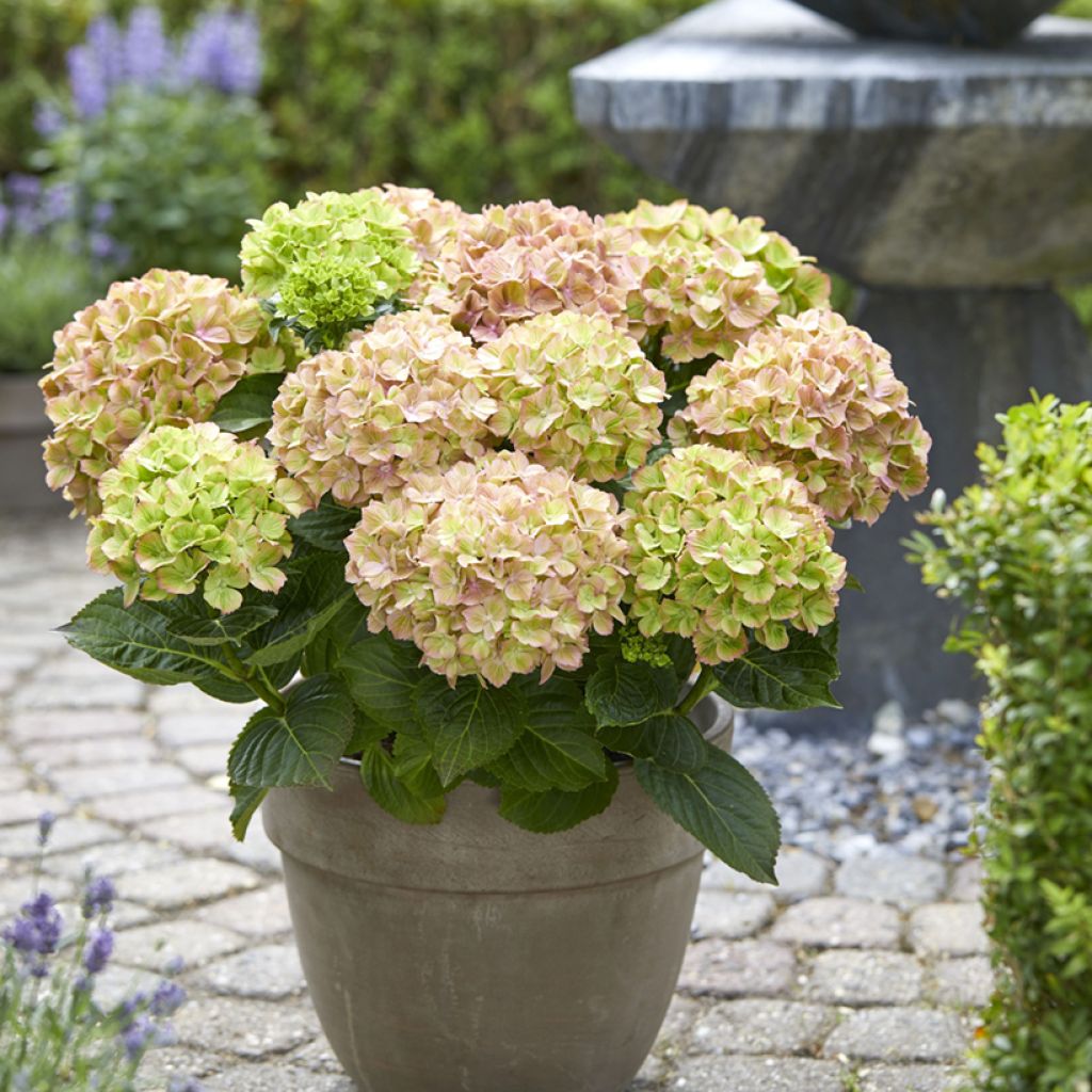 Jalohortensia Bella Pesche