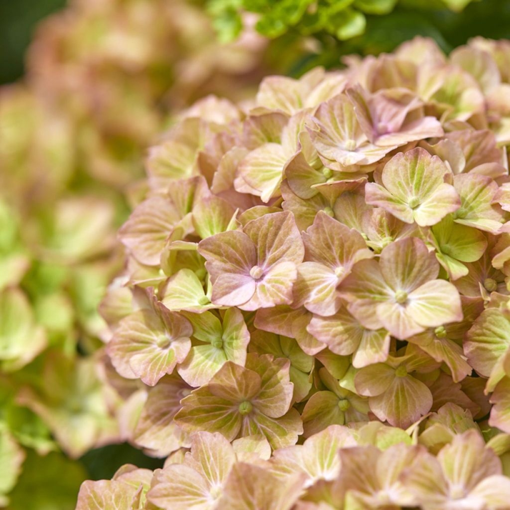 Jalohortensia Bella Pesche