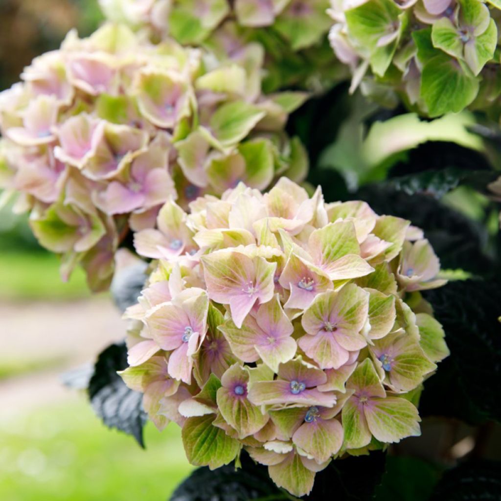 Jalohortensia Bella Pesche