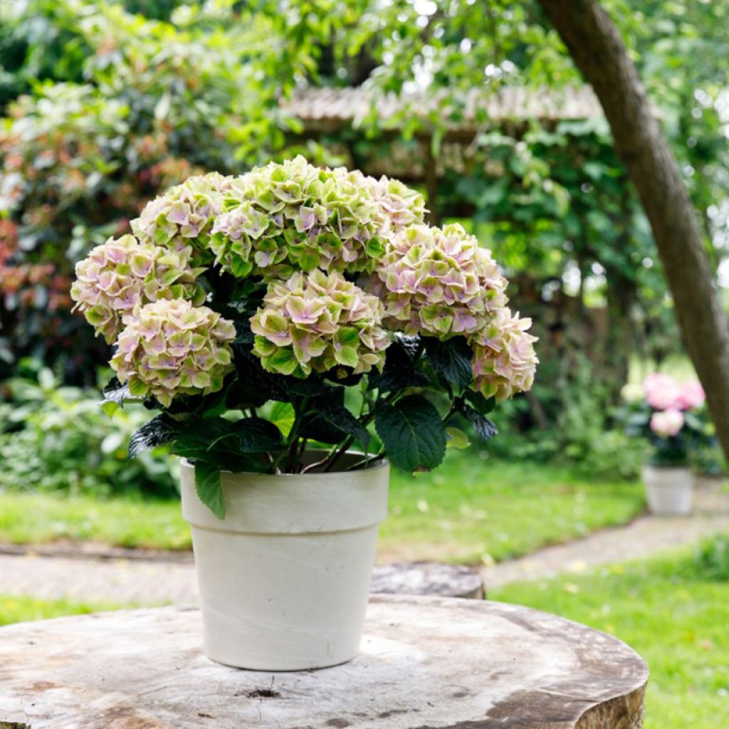 Jalohortensia Bella Pesche
