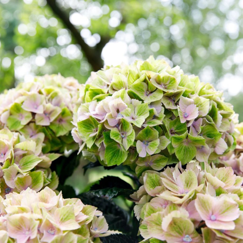 Jalohortensia Bella Pesche