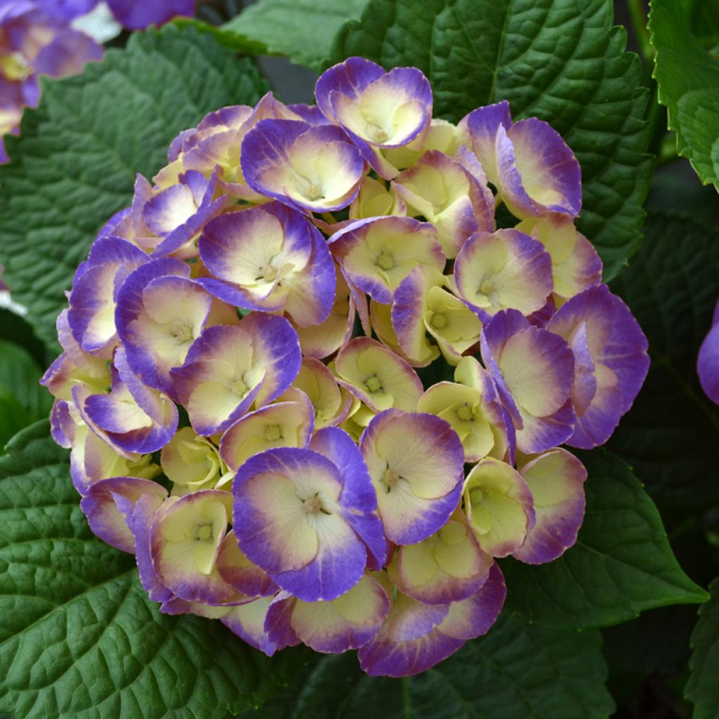 Jalohortensia Dolce Chic