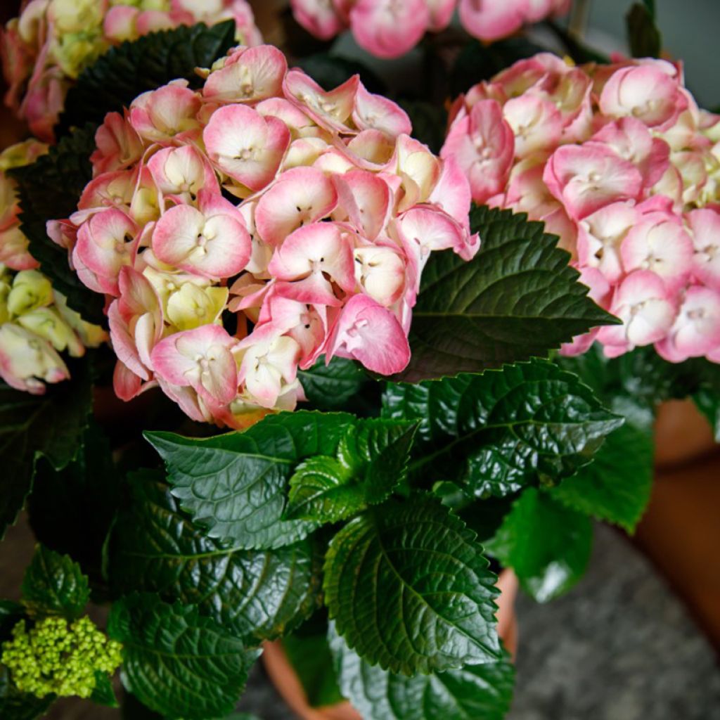 Jalohortensia Dolce Chic