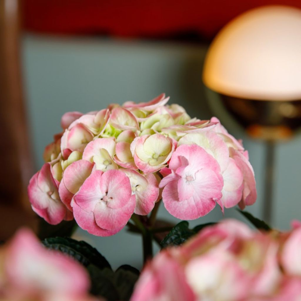 Jalohortensia Dolce Chic